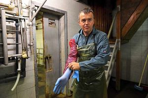 Farmer Matt Weaver dons his gloves before entering the milking parlour