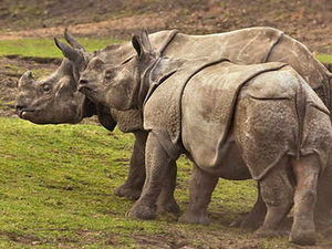 Supporting image for story: Rhino hide-away has £500,000 price tag