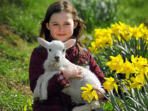 Supporting image for story: Sun draws crowds at Staffordshire lambing event