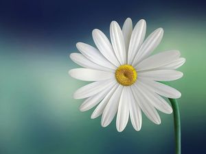 Supporting image for story: Community garden opens in Telford with help of £1,000 award