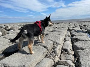 Supporting image for story: Shropshire dog owners urged to pack smart: Could a probiotic be the secret to a stress-free holiday with your pet?