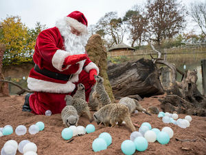Supporting image for story: Santa arrives at safari park 