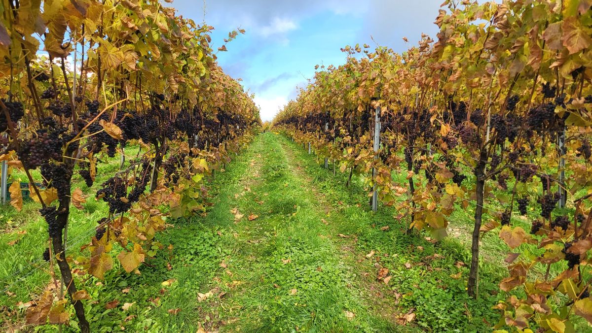 Two Beacons Vineyard launches new tasting room in the heart of Great Malvern