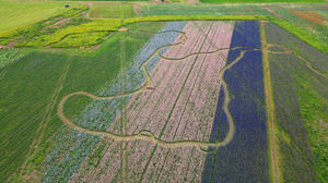 Tickets for Shropshire Petal Fields are now on sale.