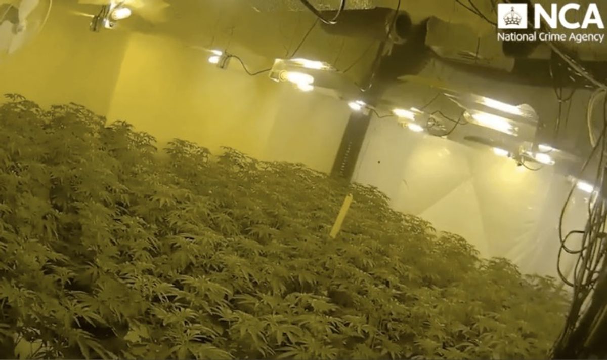 'Heartless' gangs who forced migrants to work in network of cannabis farms jailed