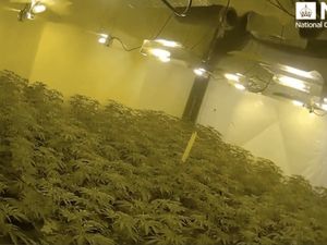 Supporting image for story: 'Heartless' gangs who forced migrants to work in network of cannabis farms jailed