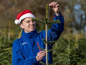 Supporting image for story: Tesco to give away hundreds of ‘wonky’ Christmas trees