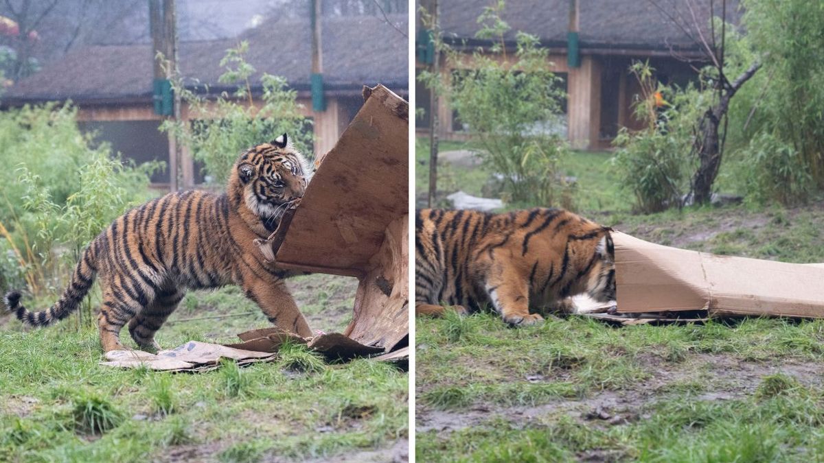 Adorable moment tiger cubs play with boxes hiding treats at West Midlands Safari Park as they celebrate a birthday