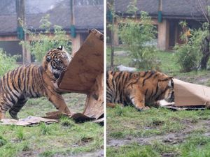 Supporting image for story: Adorable moment tiger cubs play with boxes hiding treats at West Midlands Safari Park as they celebrate a birthday