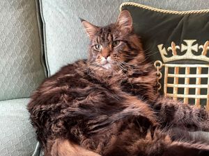 Supporting image for story: We should have more Commons cats to take care of rodents, suggests Hoyle