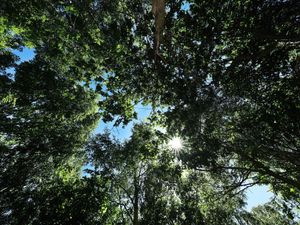 Supporting image for story: Creative types invited to help design feature at The National Arboretum in Alrewas, Staffordshire