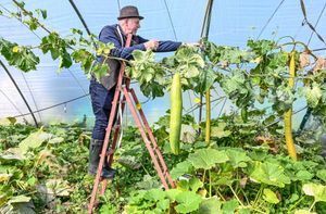 Record breaking vegetable grower Graham Barratt with his giant cucumbers which he is preparing to take to the Malvern Autumn Show this week. Graham from Gloucestershire hopes to be in the running for his oversized cucumbers, chillies, squash and loofahs.