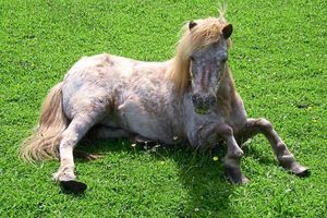 One of Edwin and Sylvia Pope's horses which had laminitis
