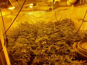 Supporting image for story: Cannabis worth £100,000 seized in Telford drug raid