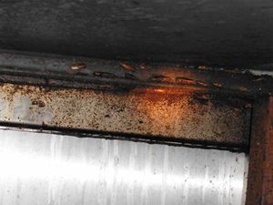 The cockroaches found in the shop