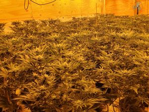 Supporting image for story: 600 cannabis plants found in Kingswinford police raid