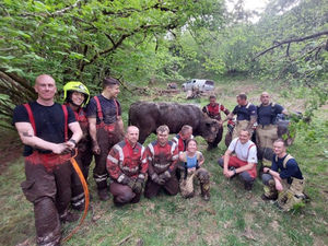 Bruce the bull back on his feet with the rescue team (MAWWFRS)