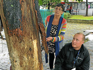 Supporting image for story: Dog-fighting fears over trees damage
