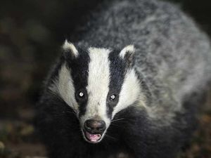 Supporting image for story: Badger vaccination scheme to continue in Shropshire