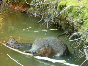 Supporting image for story: Beavers born in Hampshire for first time in 400 years