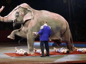Supporting image for story: Letter: Circus animals were always looked after