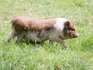 Supporting image for story: 12 of people’s weirdest phobias that will have you fearing everything