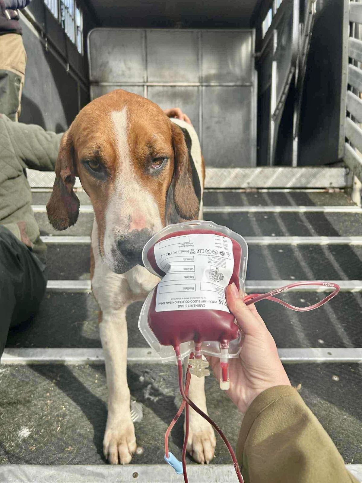 Dog called Cannock saves pups life with blood donation