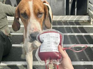 Supporting image for story: Dog called Cannock saves pup's life with blood donation
