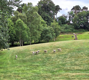 The sheep on the fairway at Bridgnorth Golf Course (Pictures Mike Purnell and Peter Shrimpton)