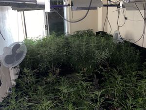 Supporting image for story: £100,000 cannabis farm raided in Cannock