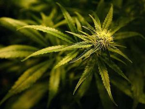 Supporting image for story: Cannabis factory raided every 72 hours in the Black Country 