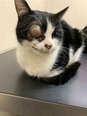 Coco has sadly been put down due to the severity of her injury