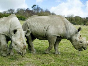 Supporting image for story: Red-billed oxpeckers may protect black rhinos against poachers – study