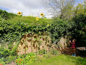 The sunflowers in the Macleod's garden