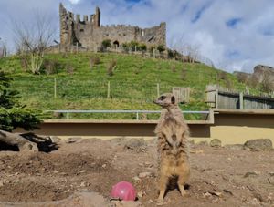 Dudley Zoo and Castle also doubles as a zoo