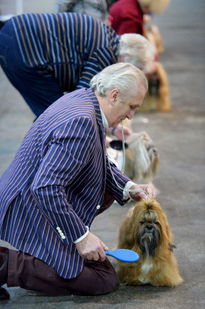 A sea of stripes in the main arena at the British Utility Breeds Association Show at the County Showground, Stafford