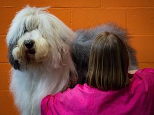 Supporting image for story: Dog grooming academy plan approved for former Market Drayton bank