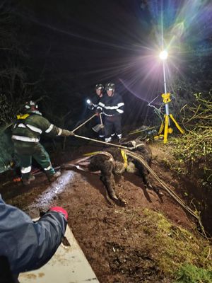 Firefighters rescuing the cow. Photo: Shropshire Fire & Rescue Service