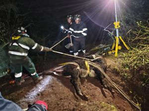 Supporting image for story: Firefighters rescue cow stuck down hole in Shropshire village