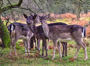 Motorists are being asked to reduce their speed to 40mph when travelling through Cannock Chase as Deer mating season starts. Photo: John Kraujalis