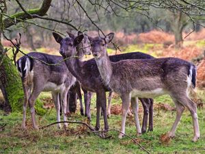 Supporting image for story: Drivers urged to take extra caution across Cannock Chase as deer rutting season approaches