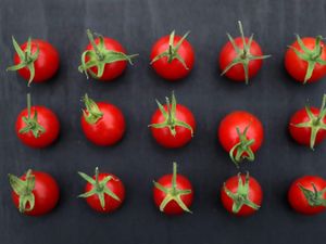 Supporting image for story: Tomatoes could be engineered to be sweeter without sacrificing size, study shows