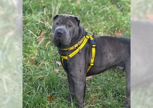 Dogs Trust Shrewsbury is appealing for help in finding a Shar Pei called Hank, who is missing and was last seen in the Broughall area of Whitchurch