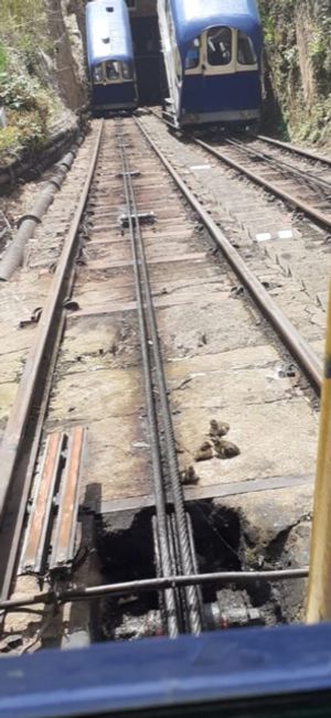 Ducklings on the Cliff Railway tracks