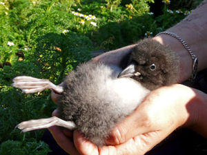 Supporting image for story: Heather Large: Wildlife a real benefit of lockdown
