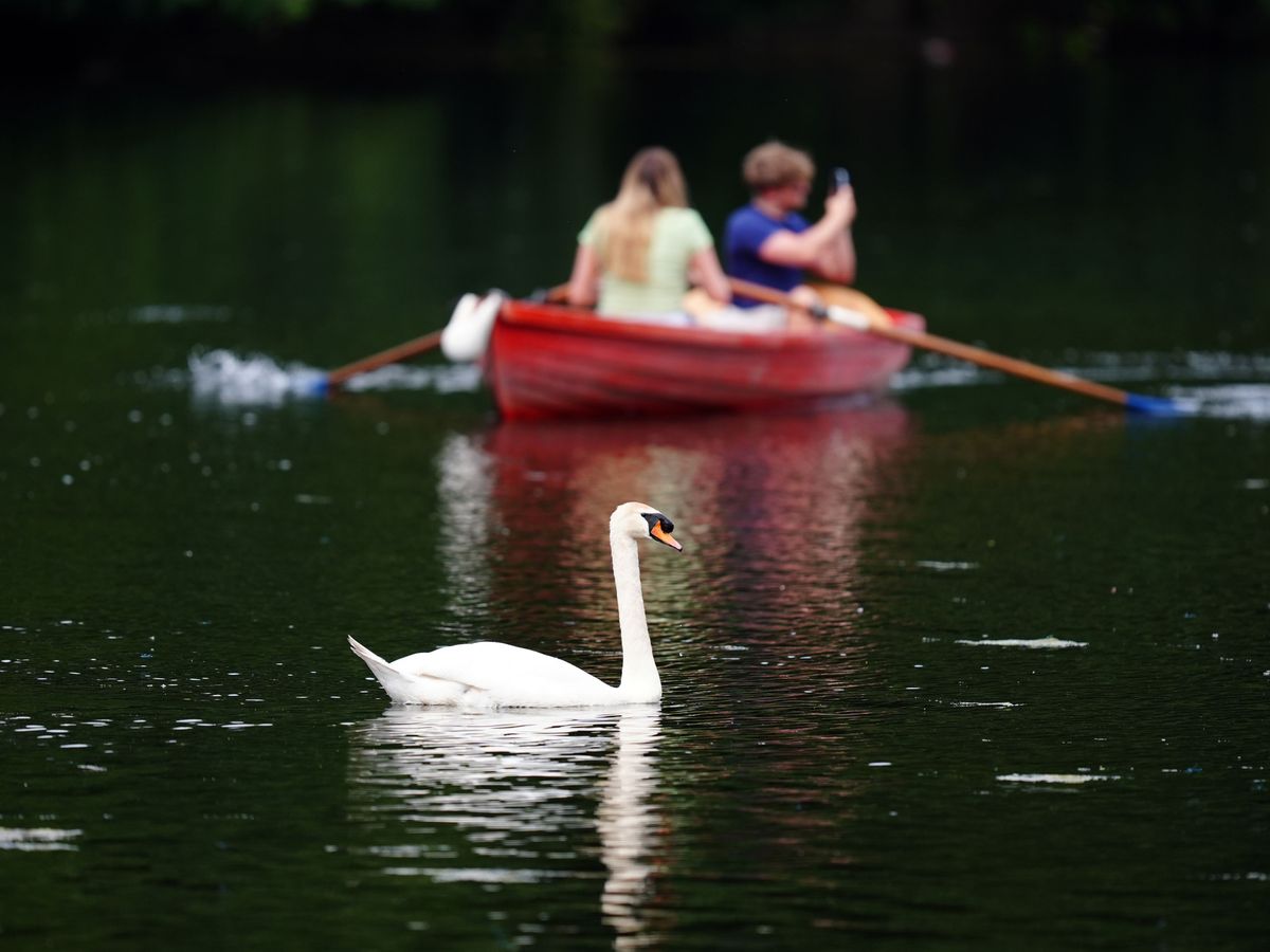 Fact check: Are migrants catching and eating swans and carp?