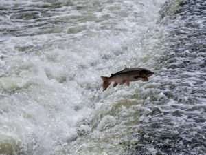 Supporting image for story: Leaping salmon like a fish out of water
