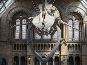 Supporting image for story: Blue whale skeleton replaces Dippy at the Natural History Museum and the internet is giddy with joy
