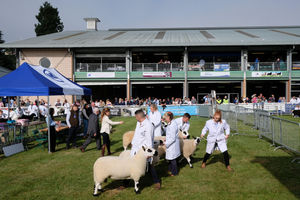 Some of the early sheep classes in the ring on the opening morning of the show. Image by Andy Compton
