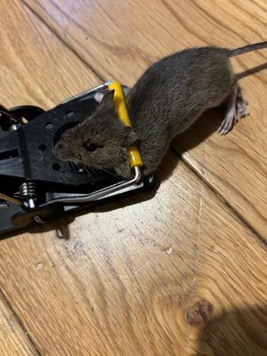 Rodent in trap